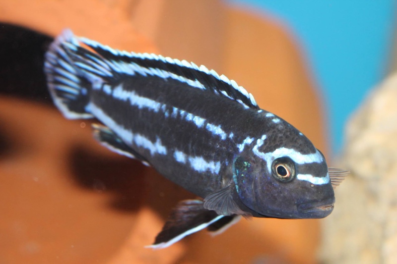 Pseudotropheus johannii 'Gome'